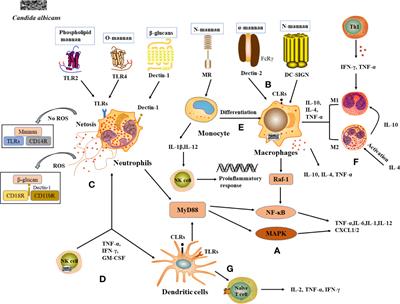 The effect of herbal medicine in innate immunity to Candida albicans